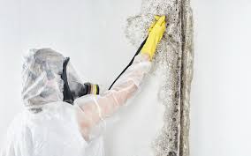  Guyton, GA Mold Removal Pros